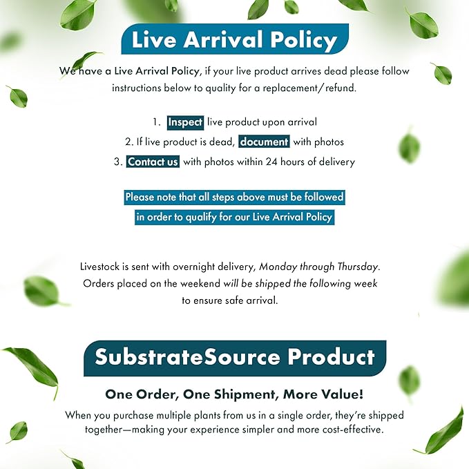 Live Plants - El Niño Fern (Bolbitis heteroclita) - Midground to Background Epiphytic Rhizome for Low to Medium Light Aquascapes - Dark Green, Slow-Growing Accent - Pot