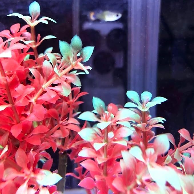 Mipukbay Aquarium Plants Tree - Red & Green Artificial Plastic Fish Tank Decor, Realistic Ornament Safe for Fish & Shrimp, Low-Maintenance Aquascaping Plants for Freshwater/Saltwater Tank Landscaping