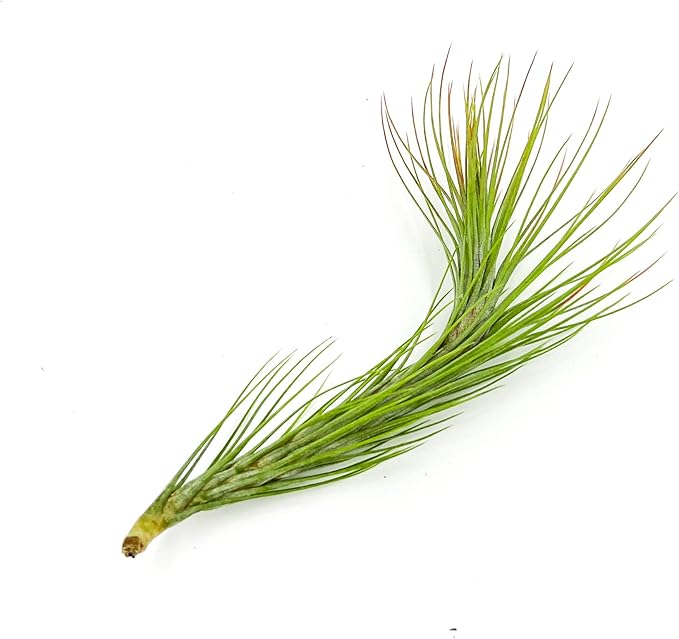 Air Plants - Tillandsia Funckiana Hybrid, Large 5-7" - 1ct - Live Arrival Guaranteed - House Plants for Home Decor & Gift