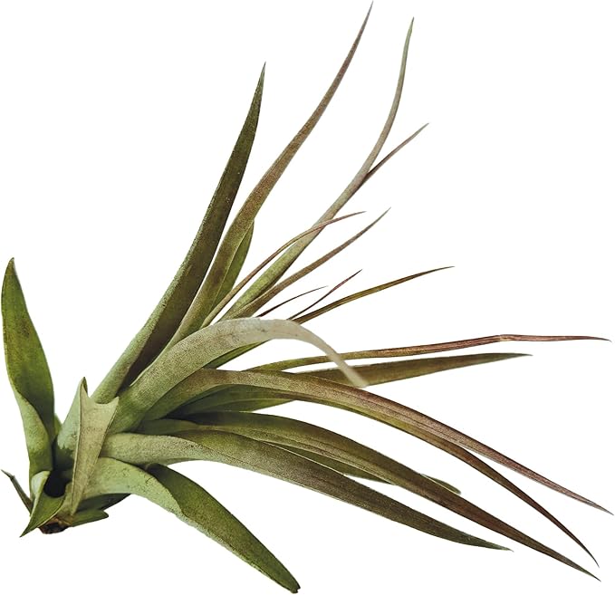 Air Plants - Tillandsia Brachycaulos Multiflora, Jumbo 5-7" - 1 ct - Live Arrival Guaranteed - House Plants for Home Decor & Gift