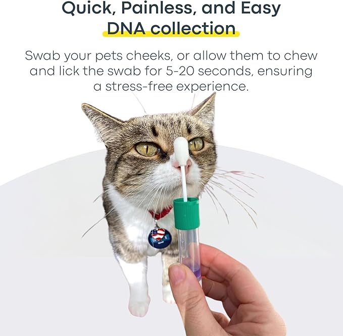 Basepaws Cat DNA Test Kit 2 Pack- Comprehensive Breed, Health and Dental Analysis Across 114 Traits for Accurate and Easy-to-Use Genetic Insights