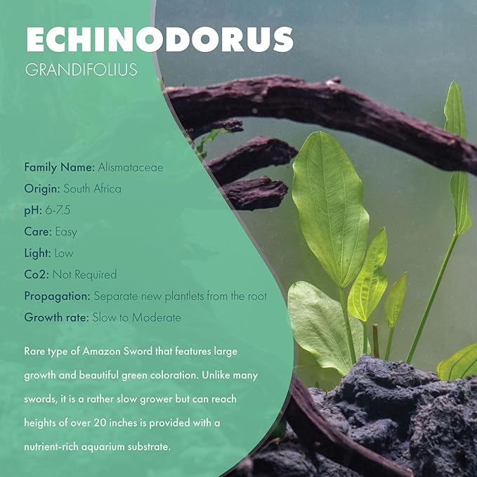Echinodorus Grandifolius Sword Live Plant for Freshwater Aquariums, Natural Fish Tank Decorations, and Aquatic Decor (1 Pot (2-3 Plants))