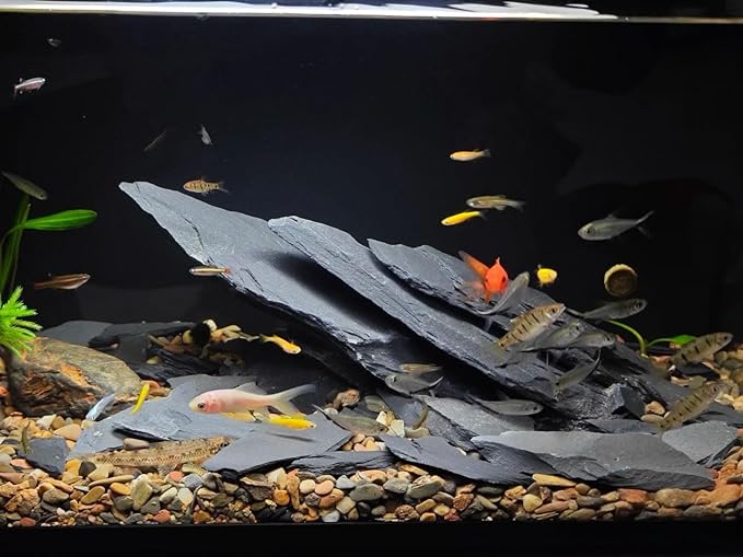 Natural Slate Stone Rocks 2 to 4 inch Aquariums Stone for Aquascaping,Terrariums,Reptile Enclosures,Paludariums, and Gardens-5lb