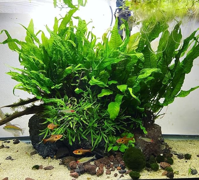 Java Fern Live Aquarium Plants - Freshwater Plant for Fish Tanks - Beginner Friendly, Low Light (Java Fern, Bare Root (1 Piece))