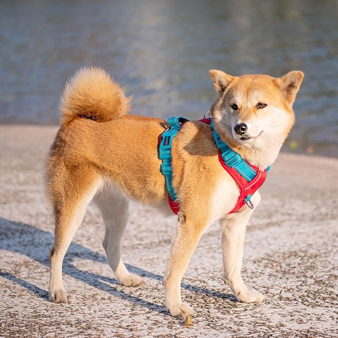PHOEPET No Pull Dog Harness, Unique Colors Reflective Adjustable Dog Vest, with Soft Training Handle Metal Clips for Small Medium Large Dogs (Red Base & Teal Straps,M)