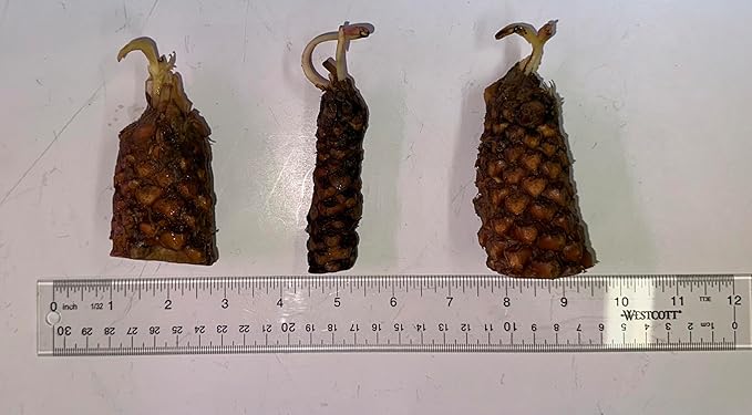 Live Hardy Water Lily Tubers Rhizomes Bulb Seed Nymphaea Aquatic Pond Plants Water Gardens Pre-Grown Flower in White Pink Red Yellow Orange Blue Purple (1, Yellow Hardy Pond Lily)