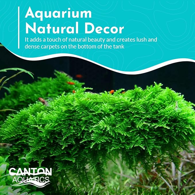 Aquarium Christmas Moss Vesicularia Portion Plant - All Natural & Organic Aquatic Plants - Absorbs Excess Nutrients - Long Lasting & Easy to Care Plants - Suitable for Summer & Winter