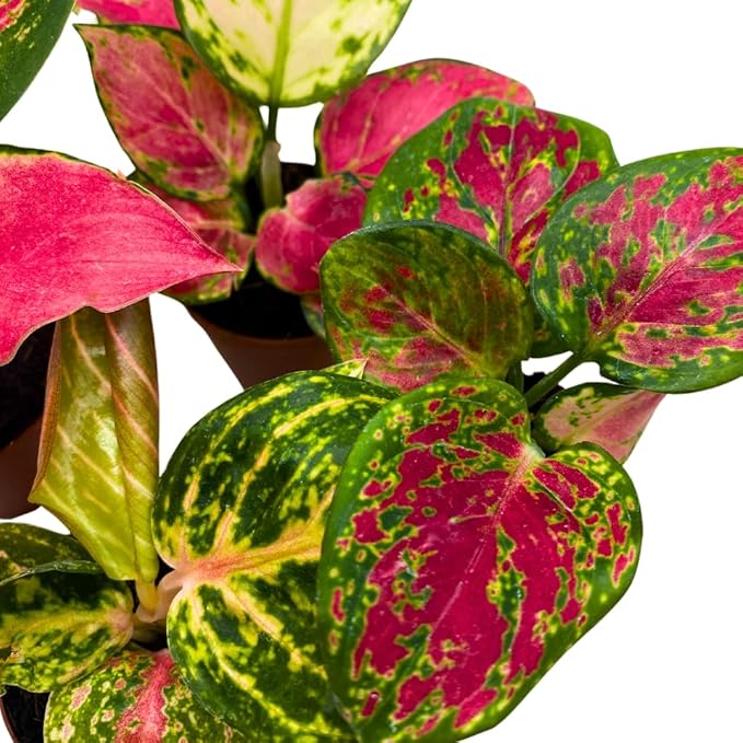 BubbleBlooms Aglaonema Assortment 2 inch Set of 4