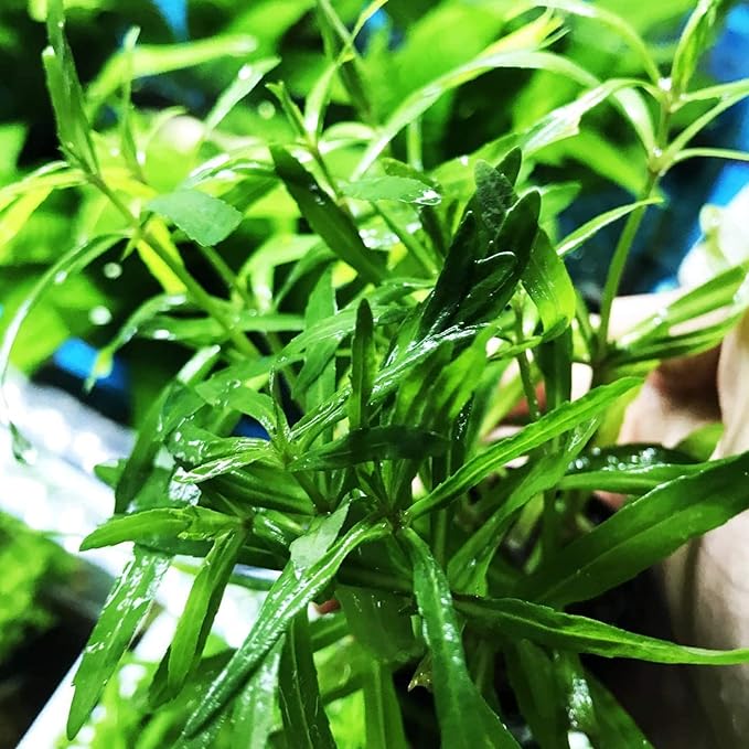 Pogostemon Stellatus Octopus Potted Stems Live Aquarium Plants Freshwater Tank Decoration