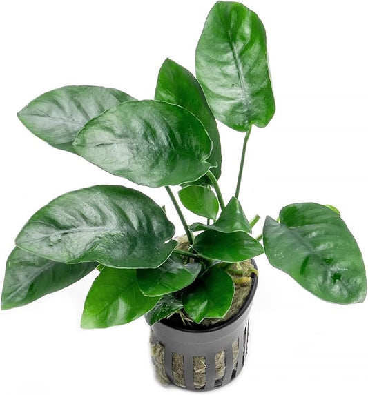 Anubias Live Aquarium Plants - Potted Freshwater Plant for Fish Tanks, Terrariums - Beginner Friendly Low Light (Nana, 1 Pot)