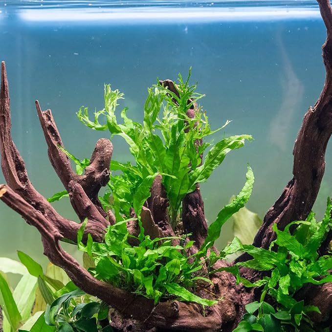 Java Fern Live Aquarium Plants - Potted Freshwater Plant for Fish Tanks - Beginner Friendly, Low Light (Windelov, 5 Pots)