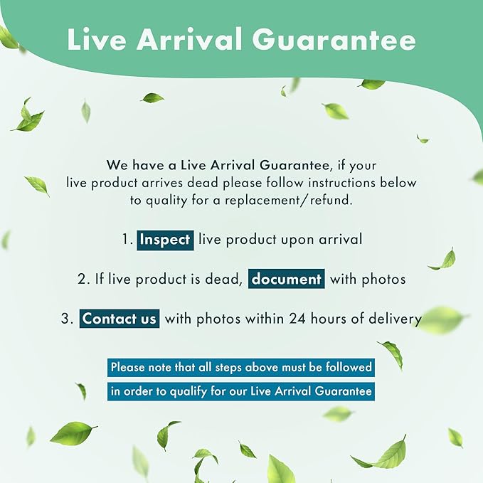 Mini Bolbitis Baby Leaf - Live Aquarium Plant for Fish Tank Decorations (1 Pot)