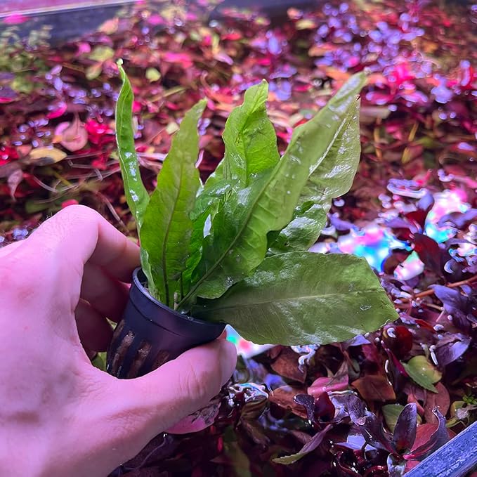 Java Fern Live Aquarium Plants - Potted Freshwater Plant for Fish Tanks - Beginner Friendly, Low Light (Java Fern, 3 Pots)