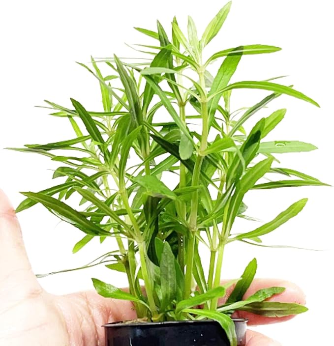 Pogostemon Octopus Potted Live Aquarium Plant Tropical Freshwater Decorations BUY2GET1FREE