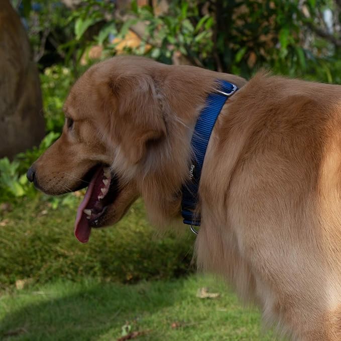 Hyhug Pets Premium Upgraded Heavy Duty Nylon Anti-Escape Martingale Collar for Puppy Dogs Comfy and Safe - Professional Training, Daily Use Walking. (Small, Classic Blue)