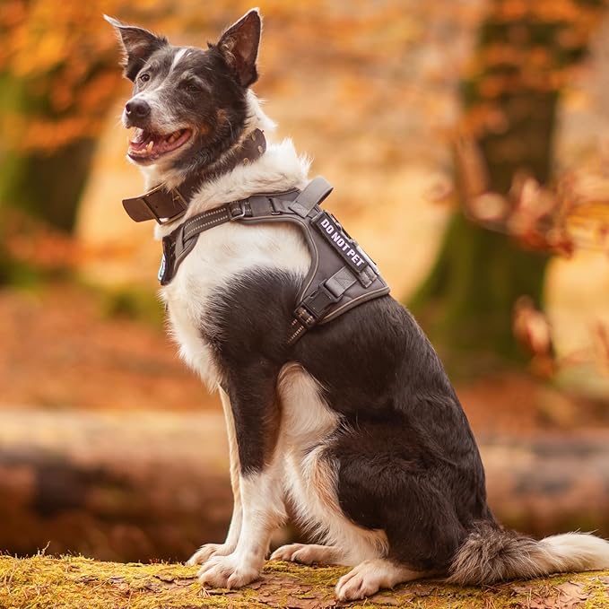 rabbitgoo Dog Harness Small Sized No Pull, Tactical Service Pet Vest with Molle and Control Handle, Adjustable and Reflective Military Harness for Easy Walking and Training, Purple, S