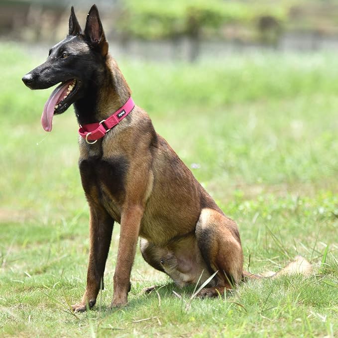 Hyhug Premium Anti-Escape Strong Extended Martingale Large Boy and Girl Dog Collar - Walking Training Daily Use.(Large, Rose Red)