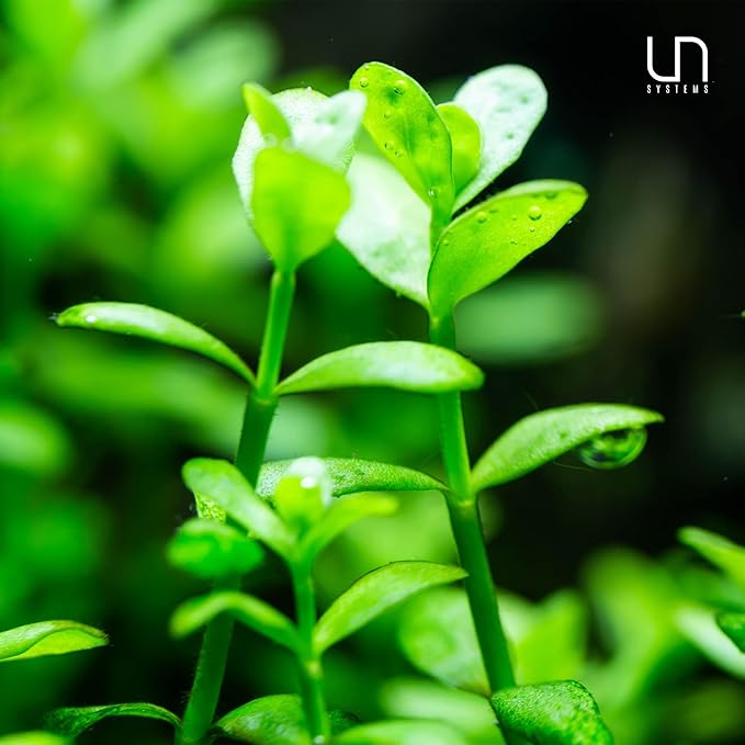 Ultum Nature Systems Hedyotis Salzmannii Tissue Culture Live Plant for Aquarium, Freshwater Fish Tank, Aquascaping - 100% Snail Free in Vitro