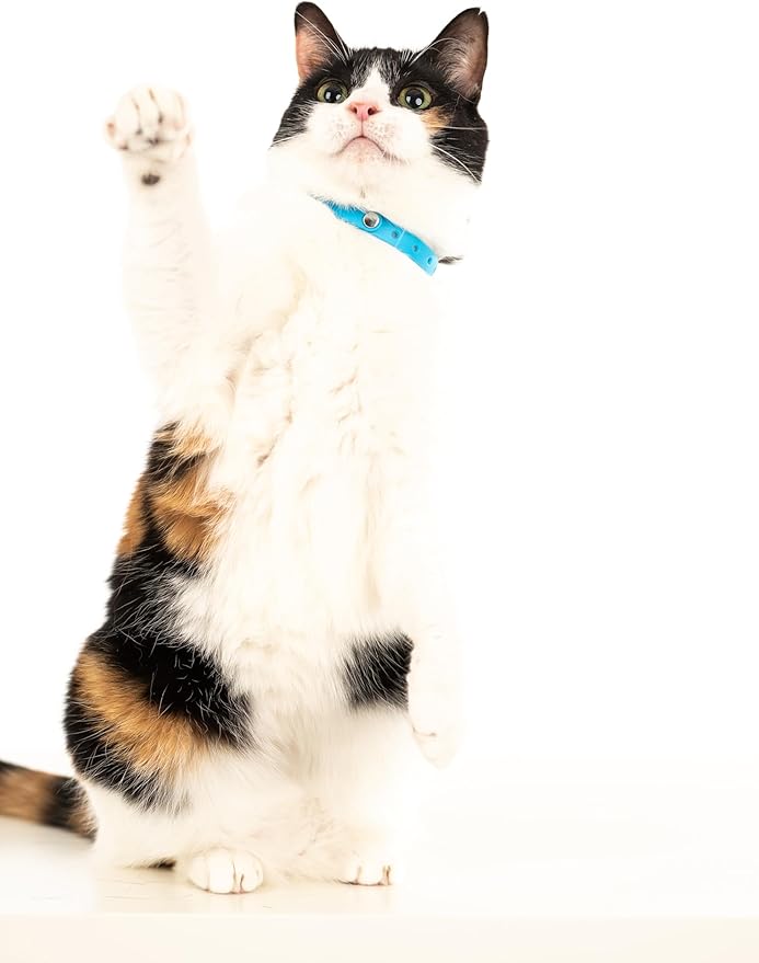 Silicone Cat Collars 2 Pack - Soft, Comfortable, and Lightweight Safety Breakaway Collar with Name Tag Ring for Outdoor Cats and Sensitive Skin Kittens by Nuvuq (6 ⅞" to 10 ¼", Blue)