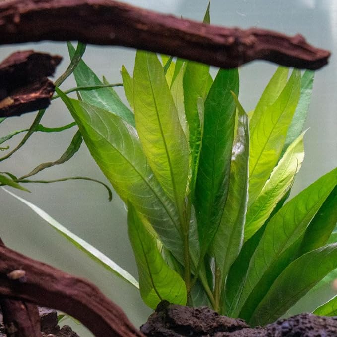 Live Plant - Nomaphila Stricta - Easy Care, Moderate to High Light, Green Accent, Freshwater Aquatic Plant for Aquascaping - Lead Bunch