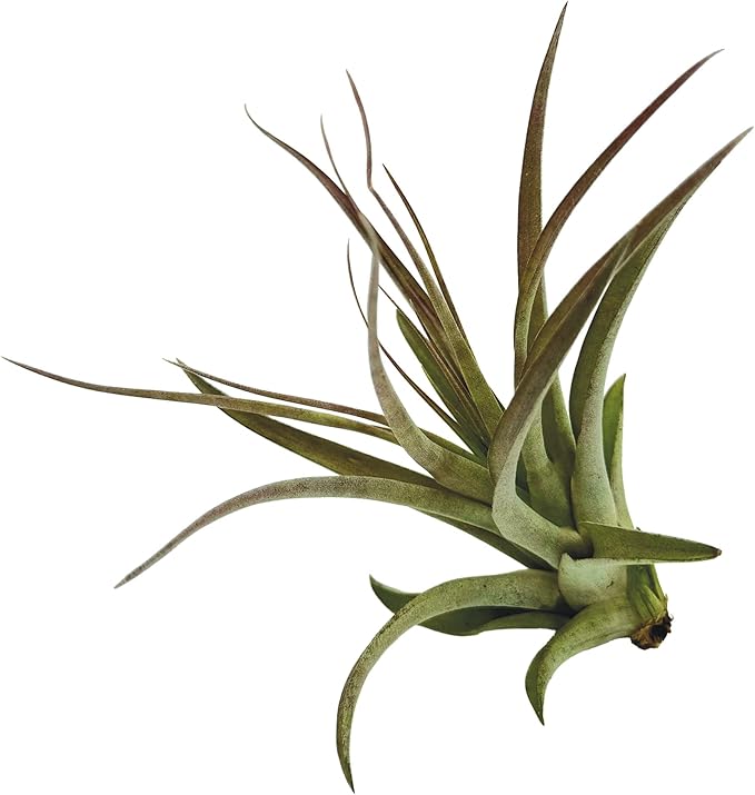 Air Plants - Tillandsia Brachycaulos Multiflora, Jumbo 5-7" - 1 ct - Live Arrival Guaranteed - House Plants for Home Decor & Gift
