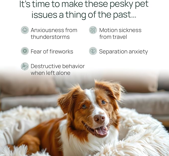 pawTree Chillax - Natural Calming Hemp Chews. Veterinarian-Developed Formula Helps Relieve Stress and Tension, Separation Anxiety and Soothe Fear from Storms - Large Soft Chews for Dogs (60 Count)