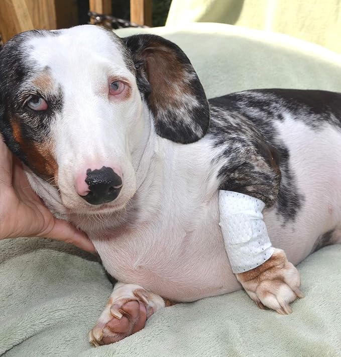 Basic Leg Bandages for Dogs, Cats Pets - First-Aid Non Adhesive Fur Friendly, Soft Stretch Wound Care, Hot Spots, Fungus, Adjustable Fastening Strap Value Pack (2XS/XS 20-Pack)