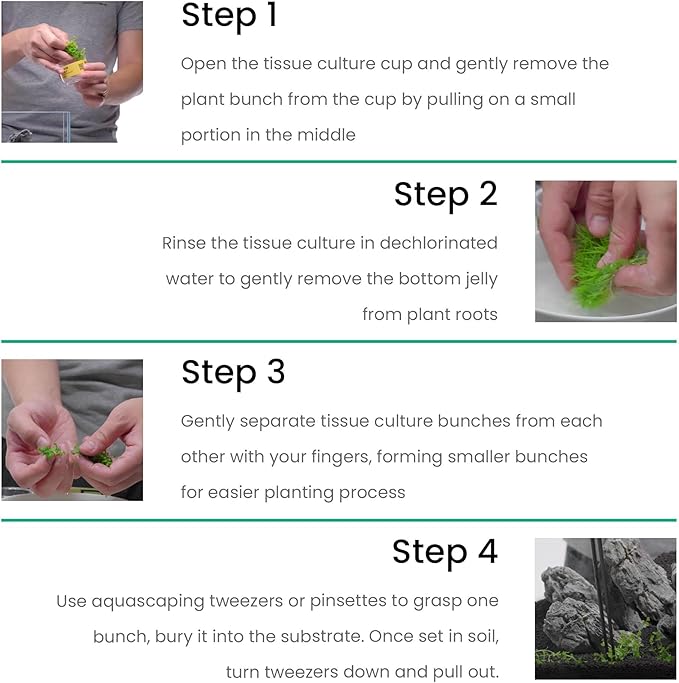 Ultum Nature Systems Live Tissue Culture - Anubias Nana Golden (Anubias barteri 'Nana') - Easy - Low to Medium Light - Light Green Accent - Foreground to Midground - 100% Snail Free Grown in-Vitro