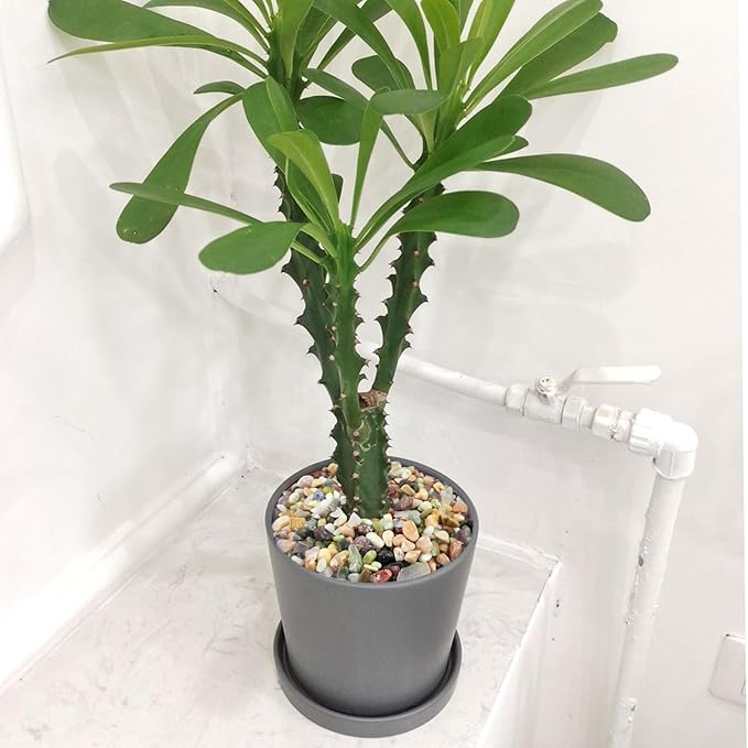 10 lbs Small Succulent Rocks, 3/8 Inch Colorful Polished Pebbles for Indoor Plants. Decorative Rocks for Plants Indoor, Vases, Planters Aquarium and Outdoor Landscaping Garden