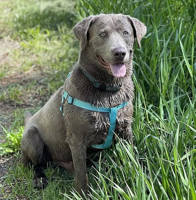 PUPTECK No Pull Dog Harness Soft Adjustable Basic Nylon Step in Puppy Vest Outdoor Walking with ID Tag