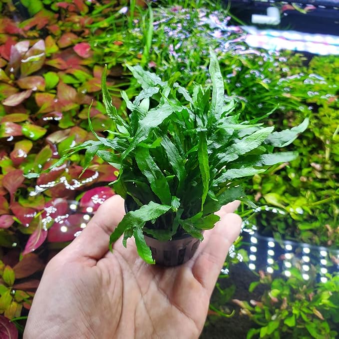 Java Fern Live Aquarium Plants - Potted Freshwater Plant for Fish Tanks - Beginner Friendly, Low Light (Narrow Mini, 1 Pot)