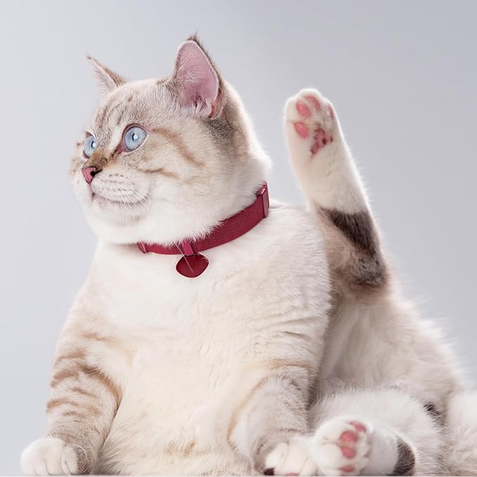 Safety Cat Collar Pro and Tag Set - U.S. IDA Gold Award, Elastic Release Cat Collar Charm Tag, Non Breakaway Cat Collar Adjustable with Charm for Kitten Small Large Cats (Glacier Silver, M)