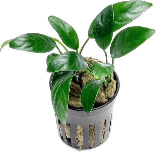 Anubias Live Aquarium Plants - Potted Freshwater Plant for Fish Tanks, Terrariums - Beginner Friendly Low Light (Congensis Mini, 3 Pots)