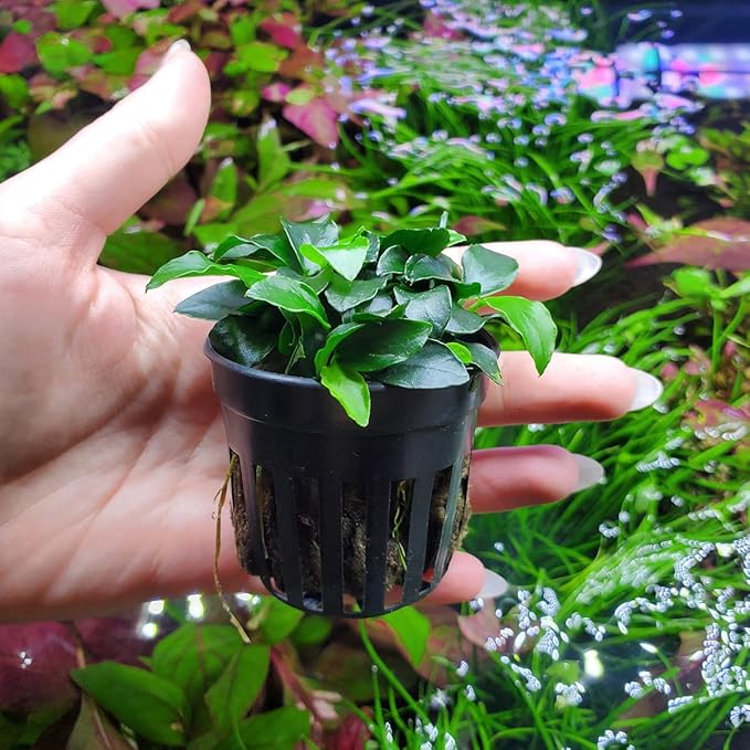 Anubias Live Aquarium Plants - Potted Freshwater Plant for Fish Tanks, Terrariums - Beginner Friendly Low Light (Nana Petite, 1 Pot)