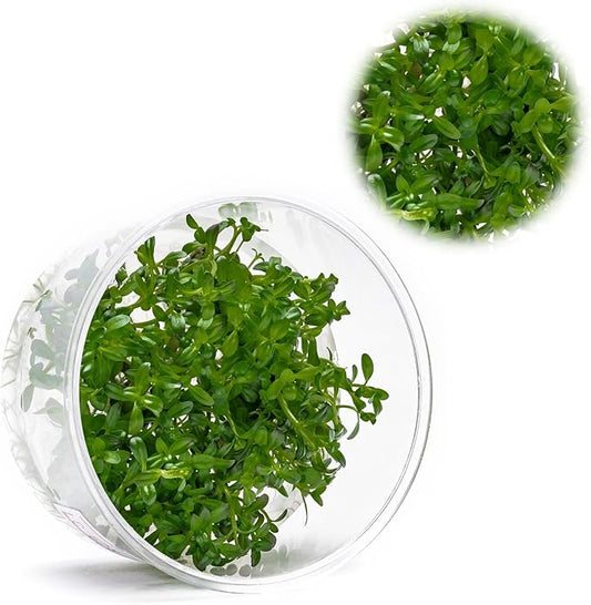 Ultum Nature Systems Live Tissue Culture - Rotala 'Sunset' (Rotala ramosior) - Moderate - High Light - Orange-Red Accent - Midground to Background - 100% Snail Free Grown in-Vitro - Regular Cup