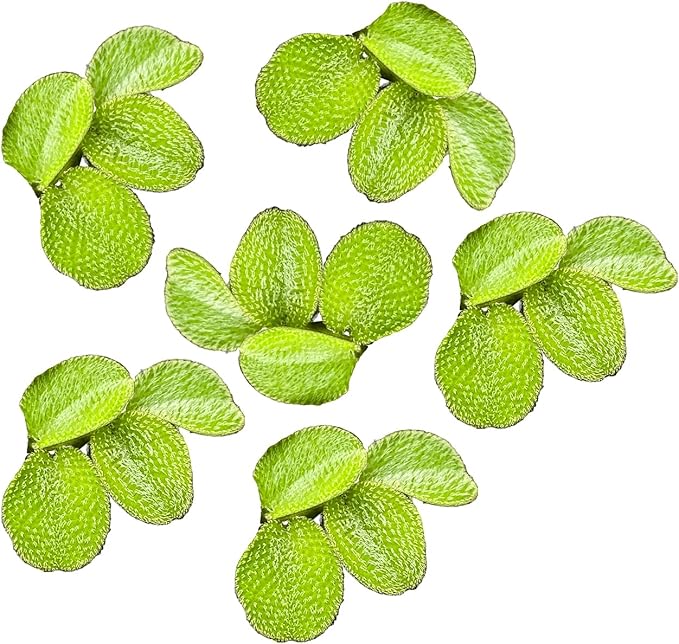 Salvinia Minima Water Spangle Live Floating Aquarium Plant Freshwater Planted Tank Ponds Aquascapes Natural Water Filtration Easy Care Growing Natural Shade Cover Betta Shrimp Salvinia 6 Plants