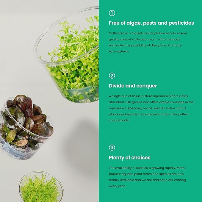 Ultum Nature Systems Live Tissue Culture - Echinodorus 'Reni' (Echinodorus reni) - Easy - Medium to High Light - Red and Green Accent - Midground - 100% Snail Free Grown in-Vitro - Small Cup