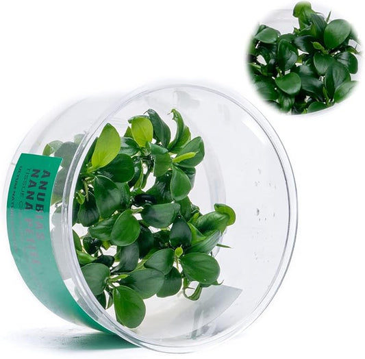 Ultum Nature Systems Live Tissue Culture - Anubias Nana Petite (Anubias barteri 'Nana') - Easy - Low to Medium Light - Dark Green Accent - Foreground - 100% Snail Free Grown in-Vitro