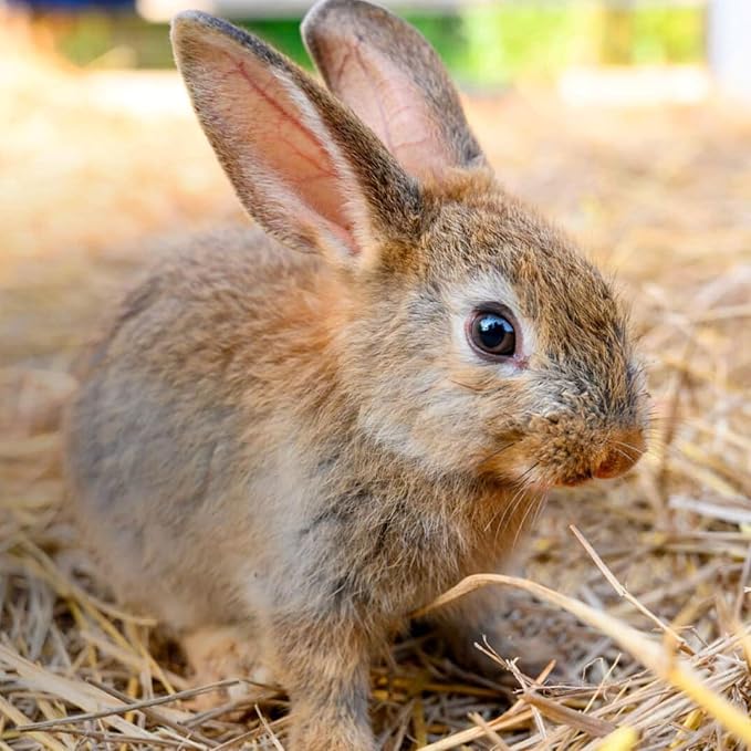 Blue Mountain Hay | Organic Bedding Straw (25 lb) | Natural Pet Bedding & Insulation for Rabbits, Guinea Pigs, Goats, Chickens, Stray & Feral Cats, and Small Animal Shelters