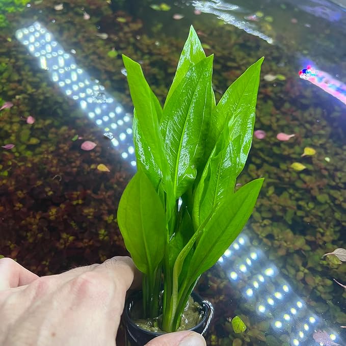 Amazon Sword Echinodorus Bleheri Live Plant for Freshwater Aquariums, Natural Fish Tank Decorations, and Aquatic Decor (5 Pots (10-15 Plants))