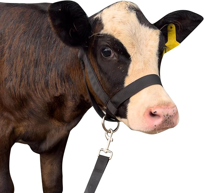 XUANNIAO Easily Adjustable Figure 8 Cow Halter, Double-Ply Premium Livestock Cattle Halters, Colorful Cow Utility Calf Halter with Leading Rope for Miniature Horse Donkey Goat Foal (Medium, Black)