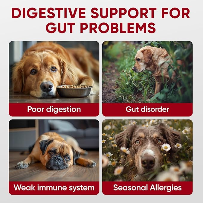 Probiotics for Dogs Digestive Health - Probiotic Chews for Gut Health, Itchy Skin Yeast, Diarrhea - USA Product - Immune Support Supplement - Dog Digestive Support & Allergy Relief Chews with Enzymes