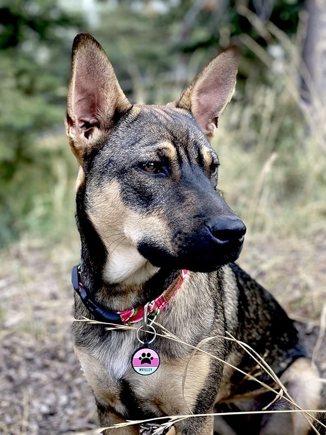 LYP Original Soundless Pet ID Tags | Custom Dog Tags Personalized for Pets | Durable Silicone Deep Engraved Dog Tag | No More Jingling | Pink Paw