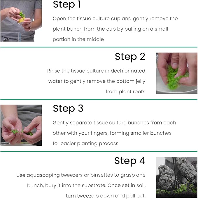 Ultum Nature Systems Cryptocoryne Beckettii Water Trumpet Tissue Culture Live Plant for Aquarium, Aquascape, Freshwater Fish Tanks - 100% Snail Free in Vitro