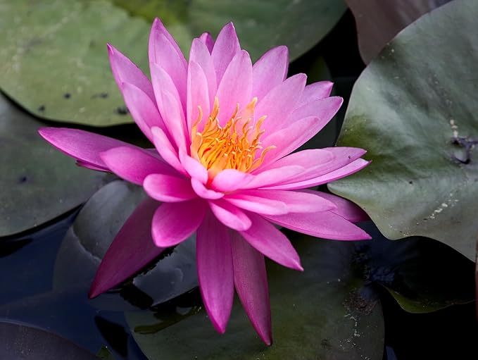 Live Hardy Water Lily Tubers Rhizomes Bulb Seed Nymphaea Aquatic Pond Plants Water Gardens Pre-Grown Flower in White Pink Red Yellow Orange Blue Purple (1, Pink Hardy Pond Lily)