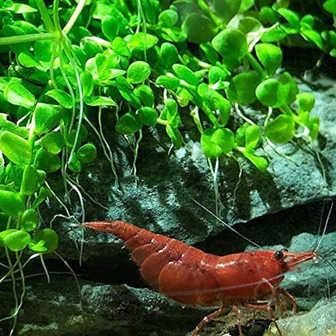 Micranthemum Monte Carlo Compact Tissue Culture Vitro Cup Freshwater Carpet Live Aquarium Plants Decoration BUY2GET1FREE