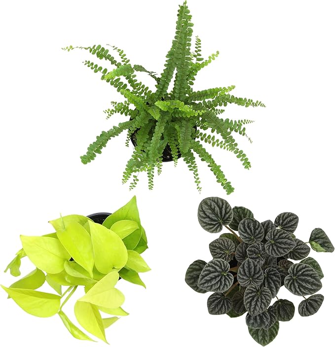 Essential Houseplant Collection (3PK) Live Plants Indoor Plants Live Houseplants in Plant Pots, Easy House Plants Indoors Live, Snake Plant, Pothos in Potting Soil, Clean Air Plants by Plants for Pets