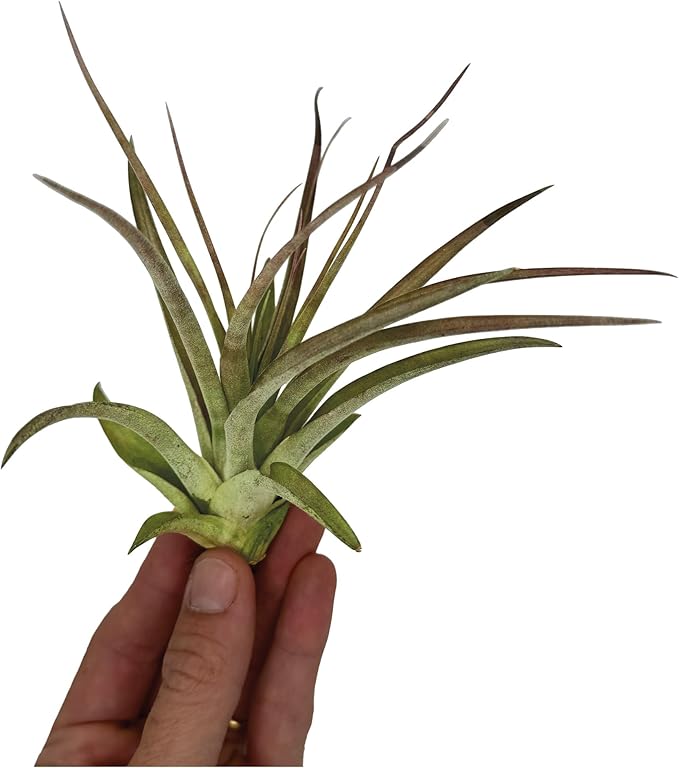 Air Plants - Tillandsia Brachycaulos Multiflora, Jumbo 5-7" - 3 ct - Live Arrival Guaranteed - House Plants for Home Decor & Gift