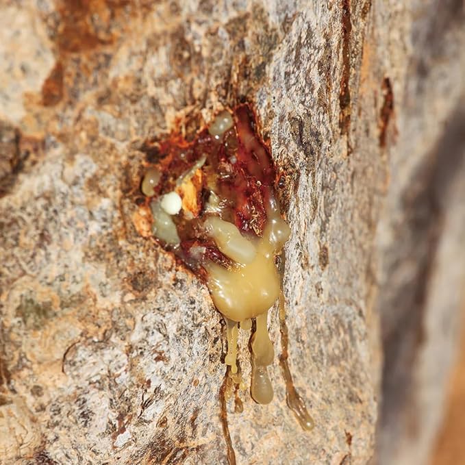 Aromatics International Myrrh Hydrosol 100ml | Resinous Aromatic Spray for Spaces