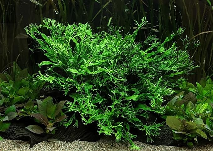 Java Fern Live Aquarium Plants - Potted Freshwater Plant for Fish Tanks - Beginner Friendly, Low Light (Windelov, 5 Pots)